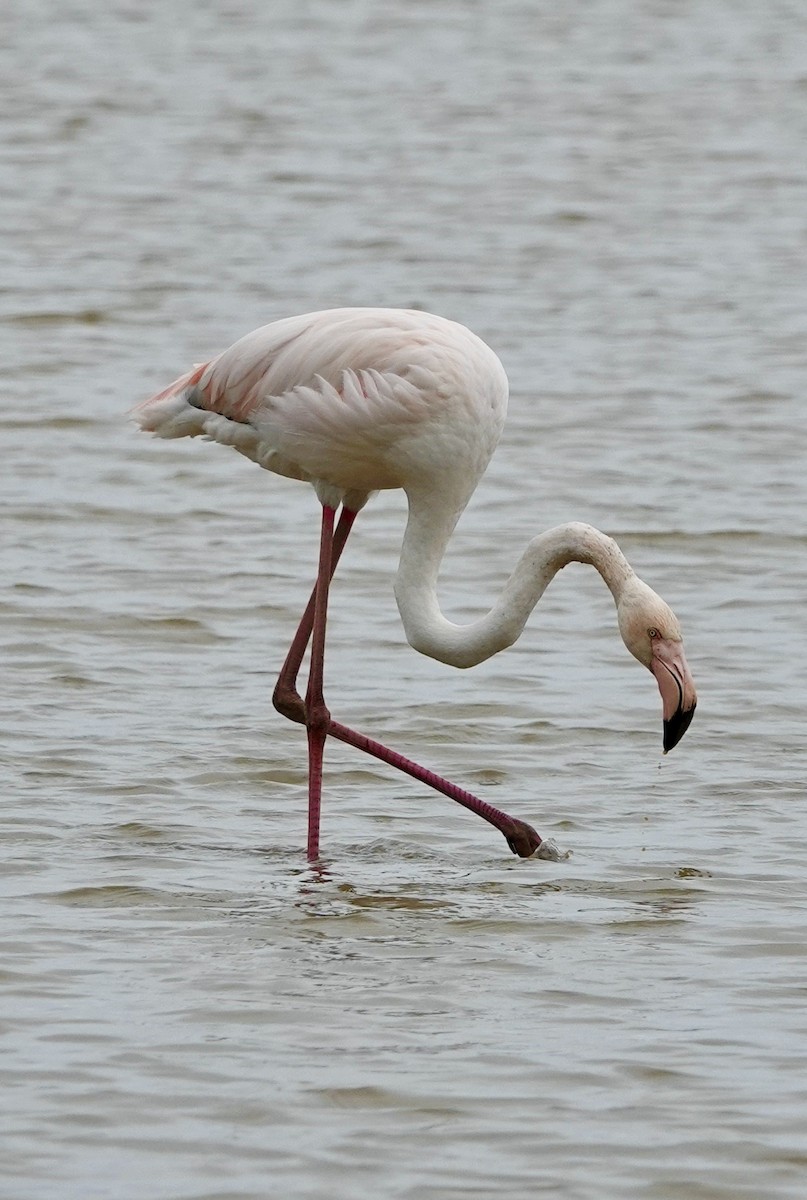 Greater Flamingo - ML620577216