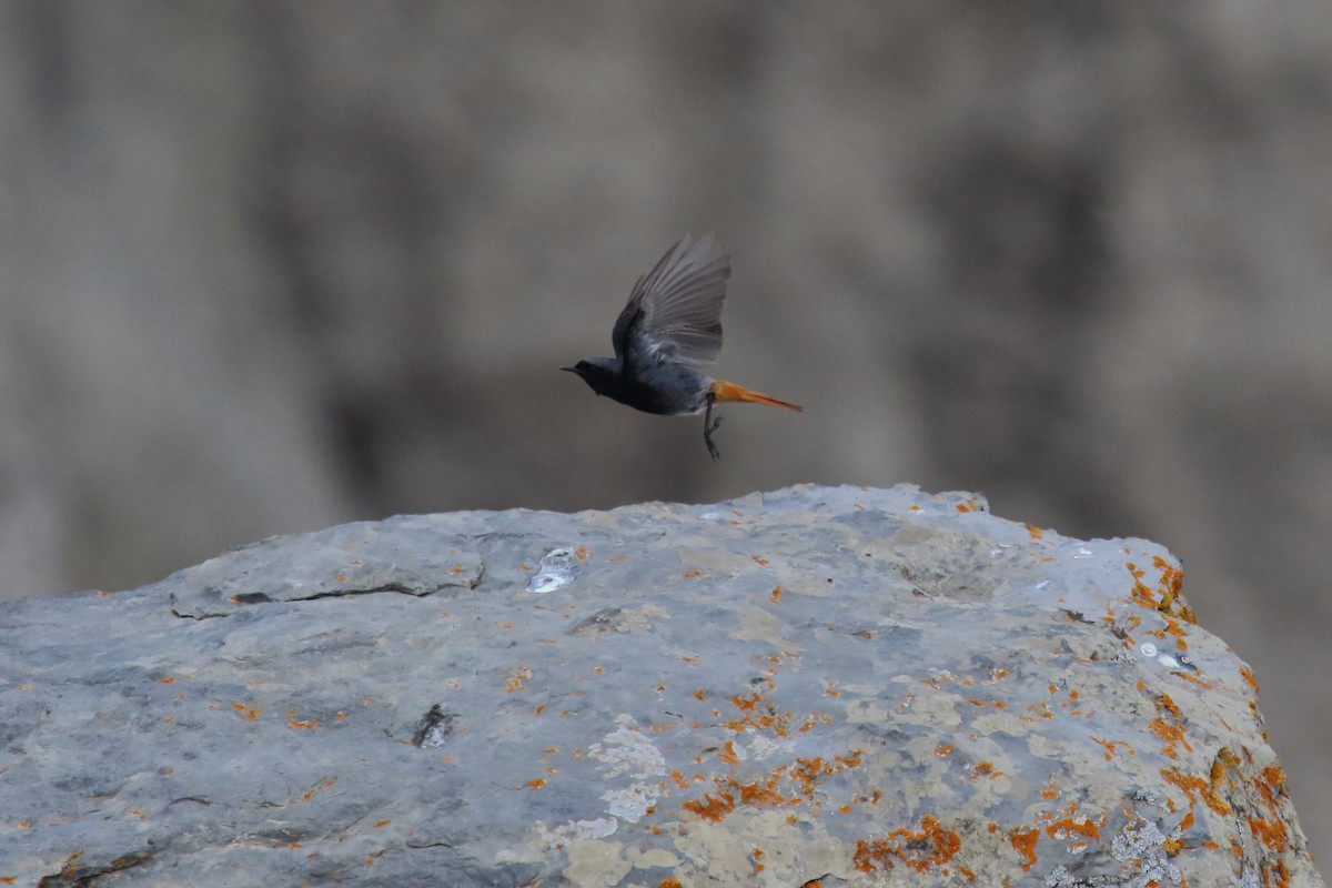 Black Redstart - ML620577251