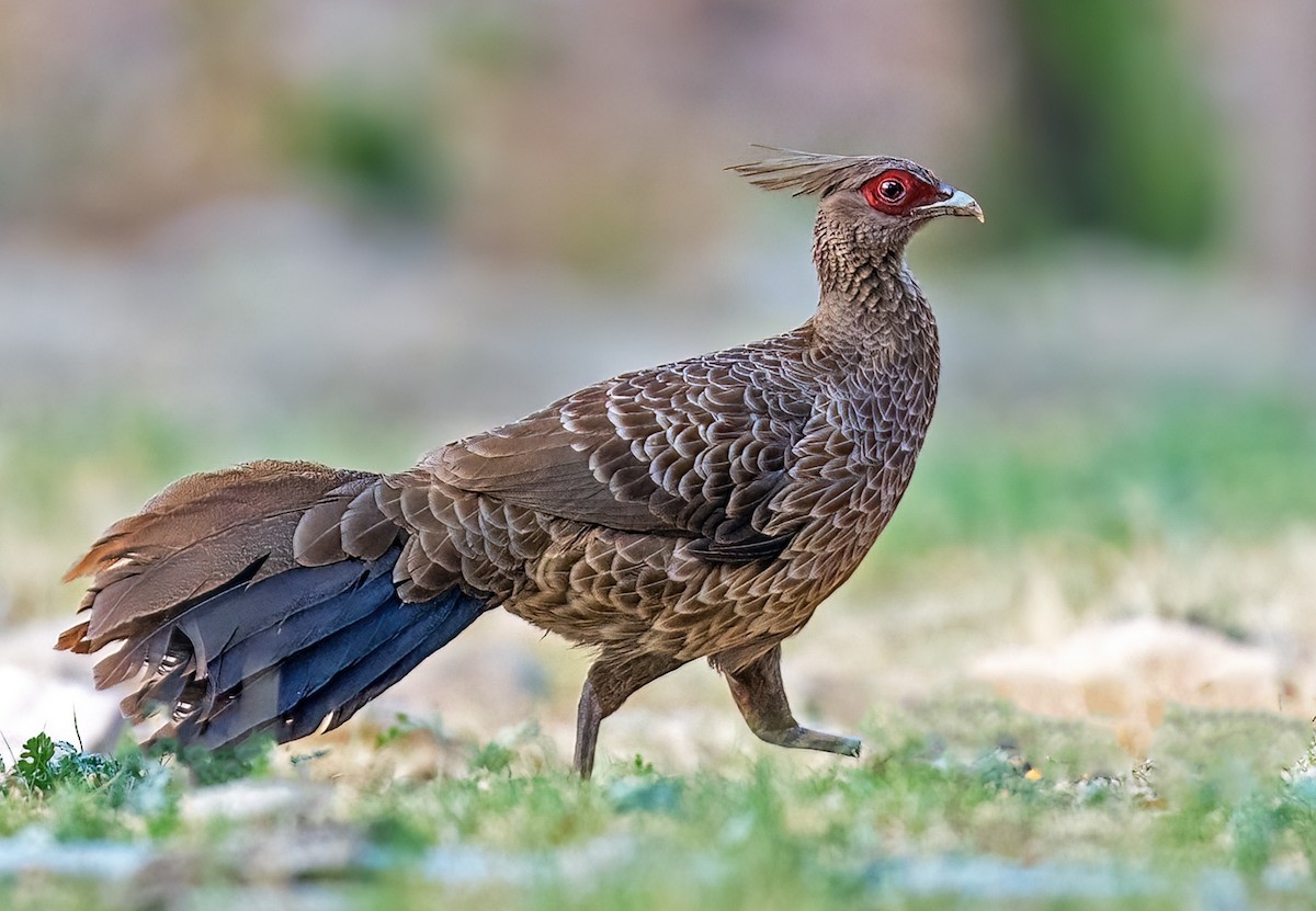 Kalij Pheasant - ML620577252