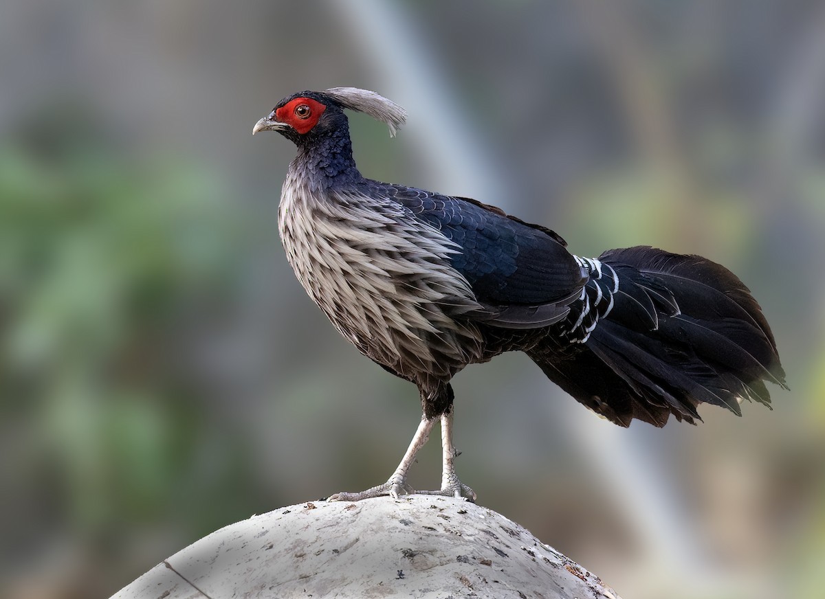 Kalij Pheasant - ML620577253