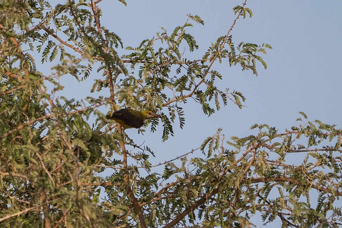 Eurasian/Indian Golden Oriole - ML620577257