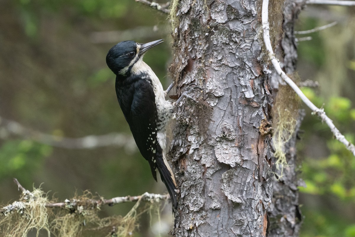 Black-backed Woodpecker - ML620577275