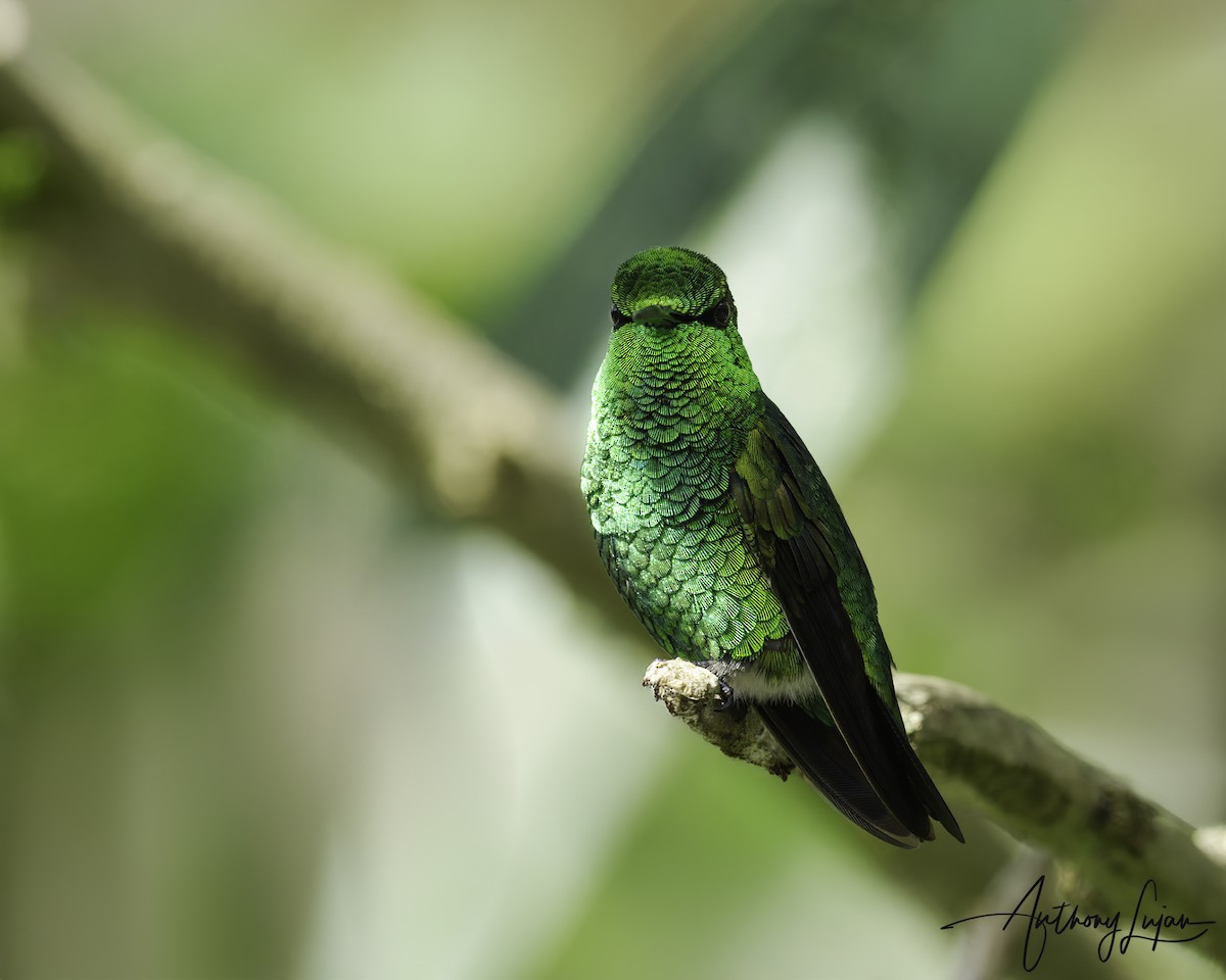 Short-tailed Emerald - ML620577304