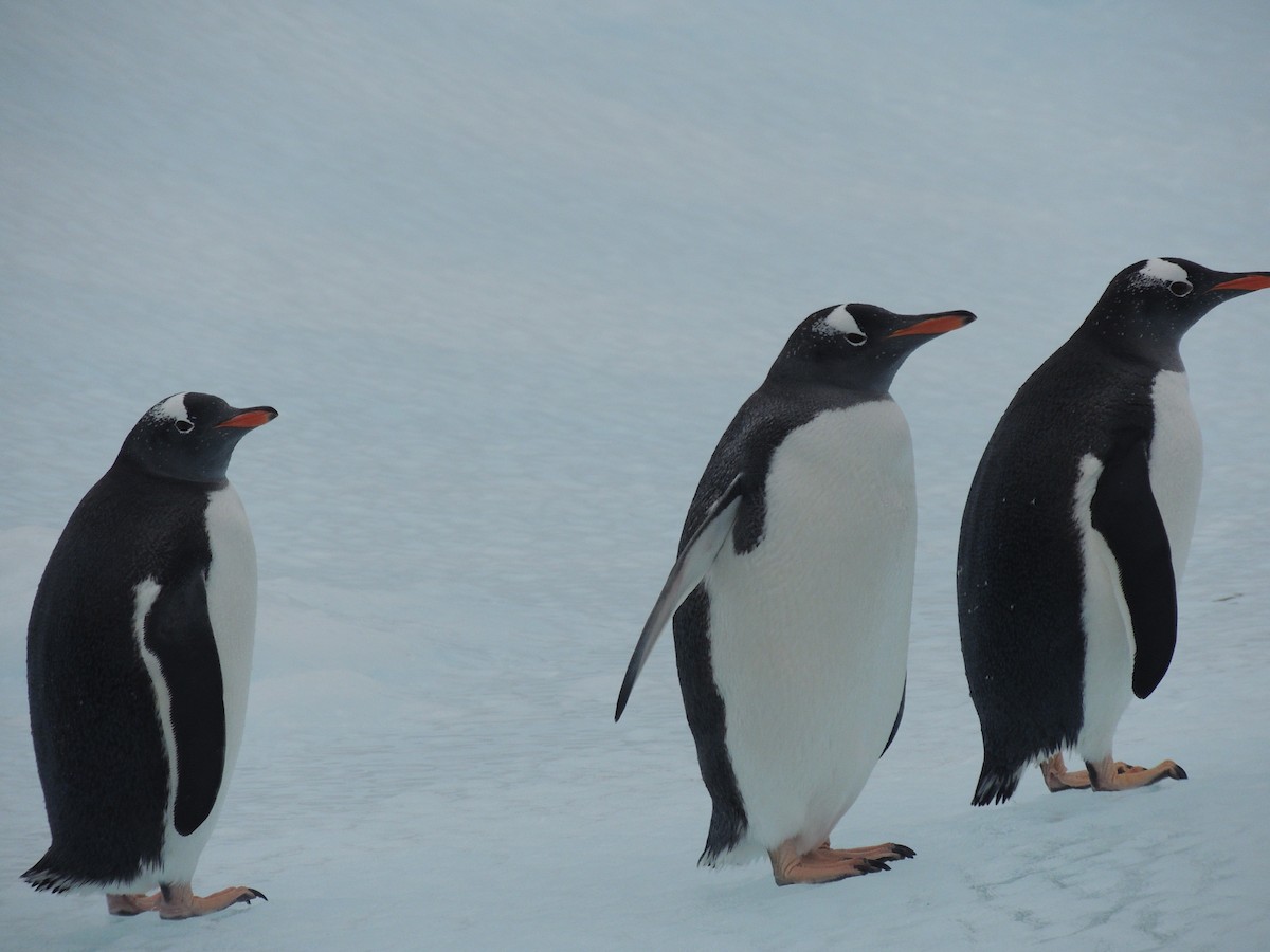 Gentoo Penguin - Peter Hopkin