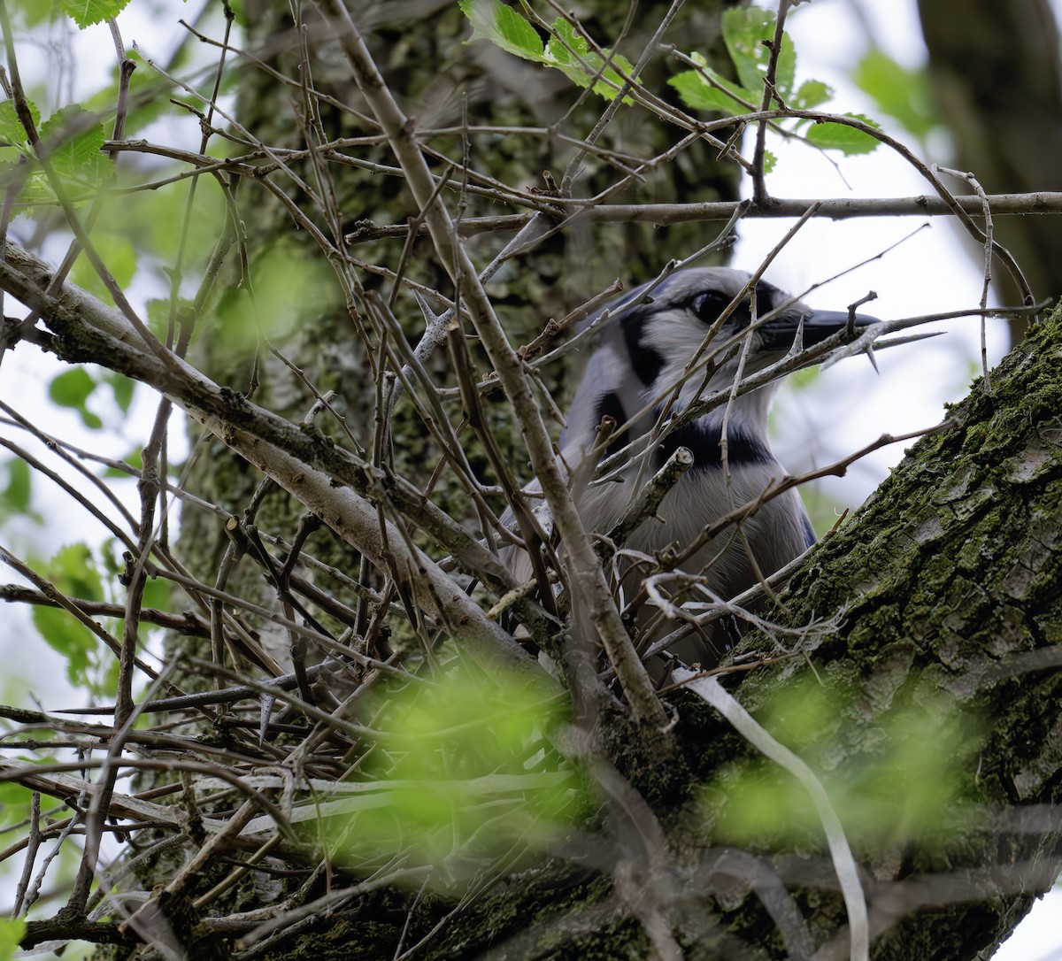 Blue Jay - ML620577311