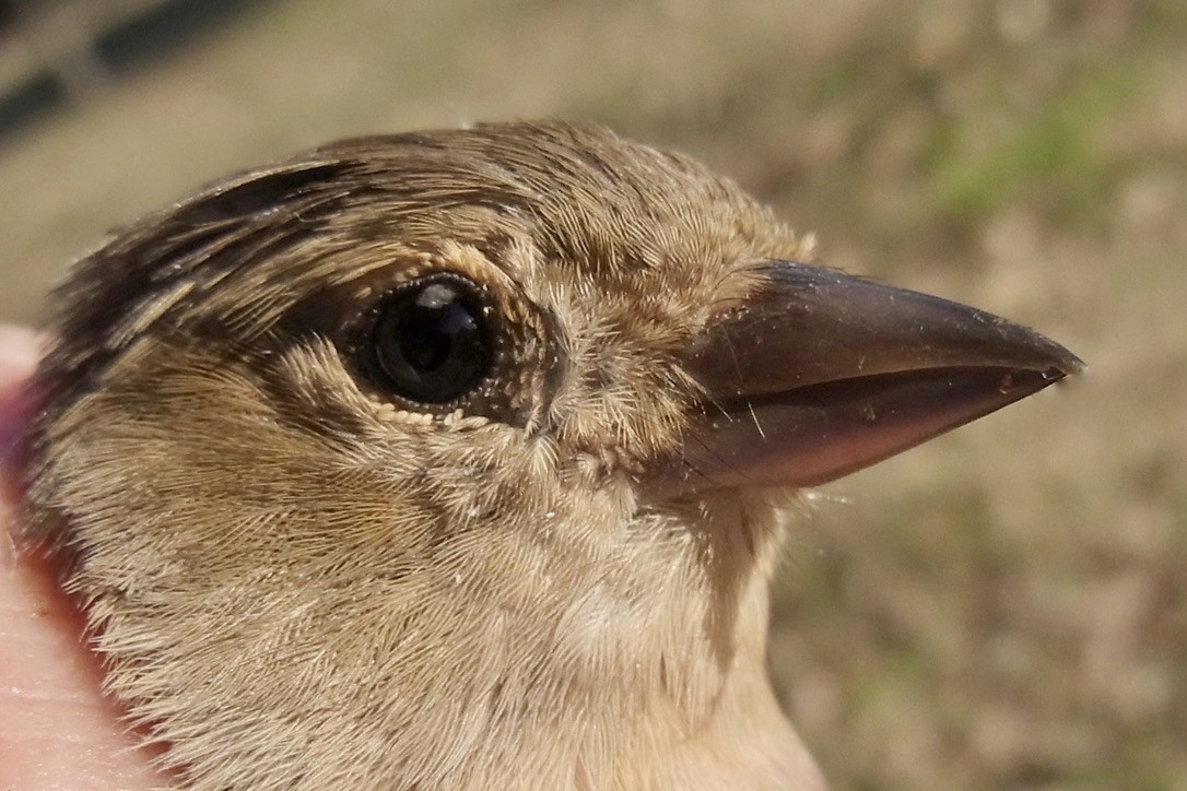 Common Chaffinch - ML620577317