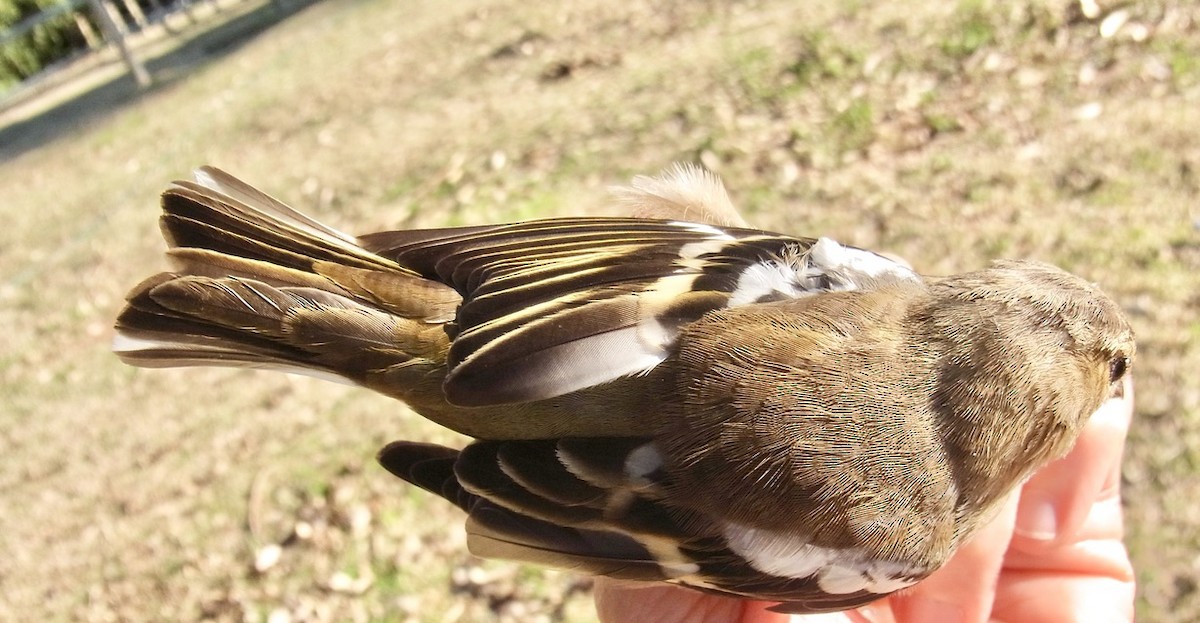 Common Chaffinch - ML620577318