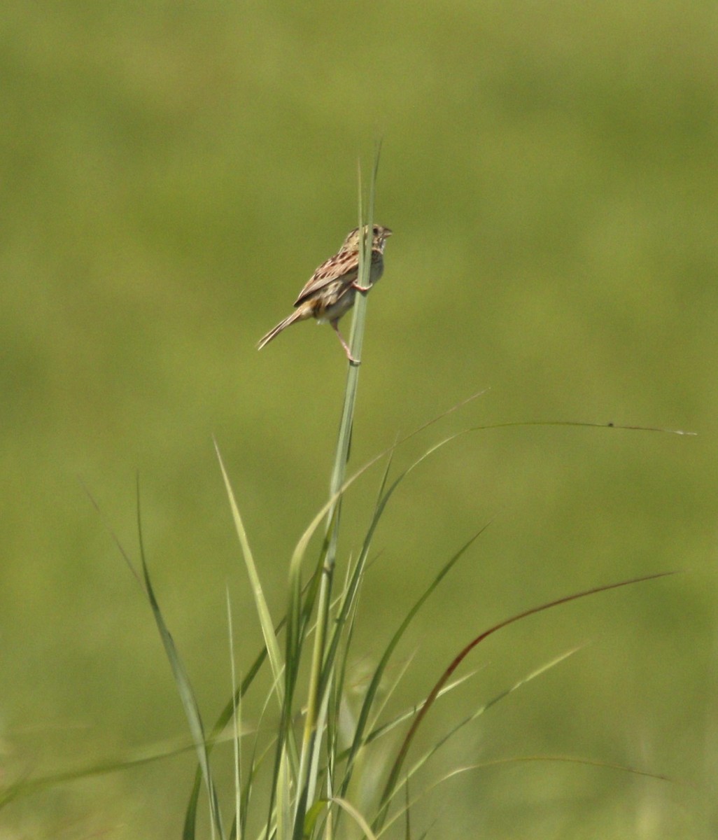 Henslow's Sparrow - ML620577321