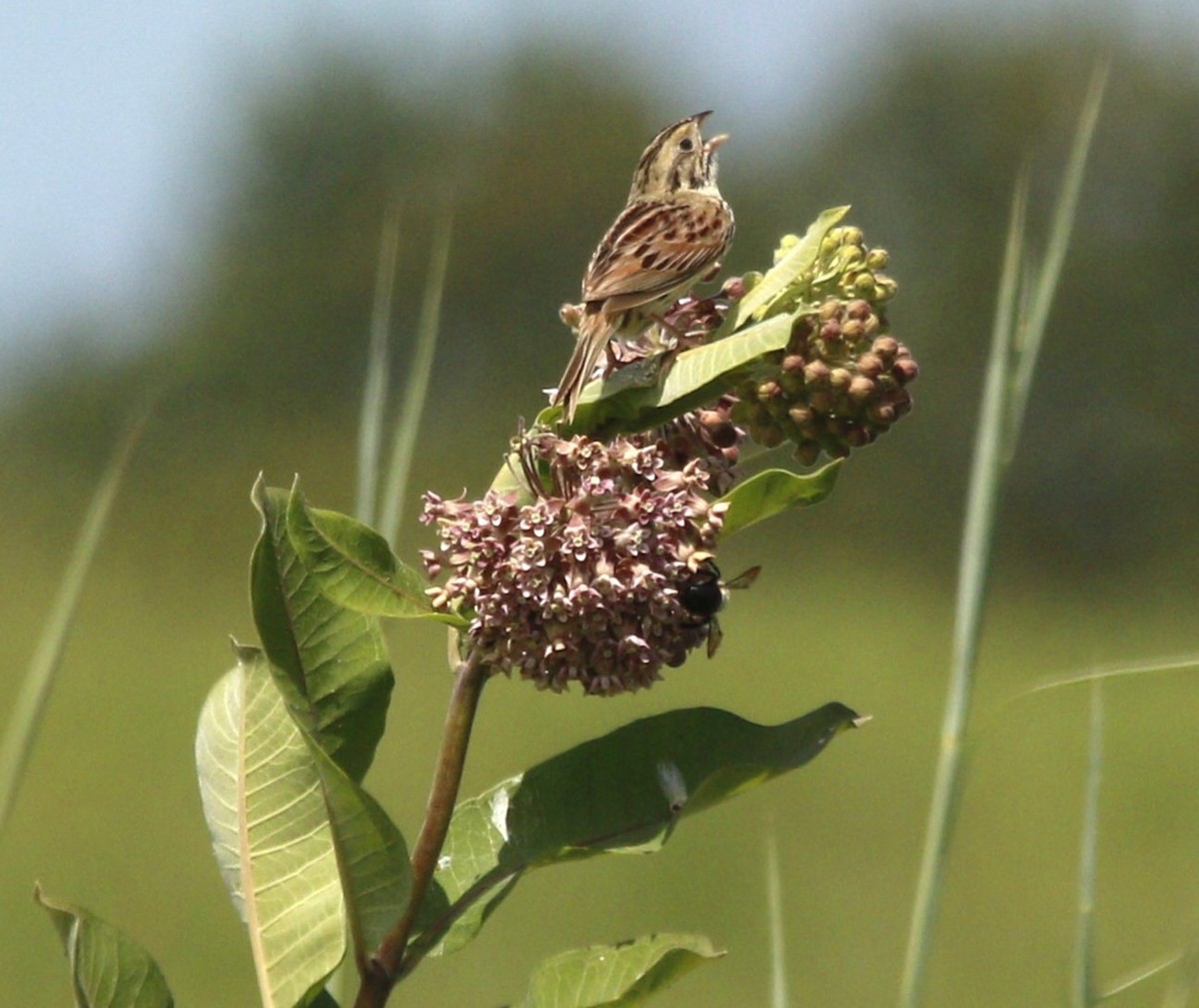 Henslow's Sparrow - ML620577322