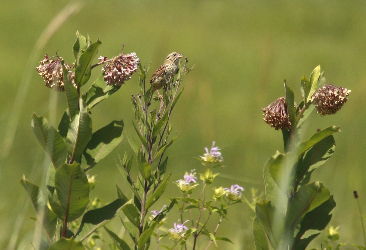 Henslow's Sparrow - ML620577324