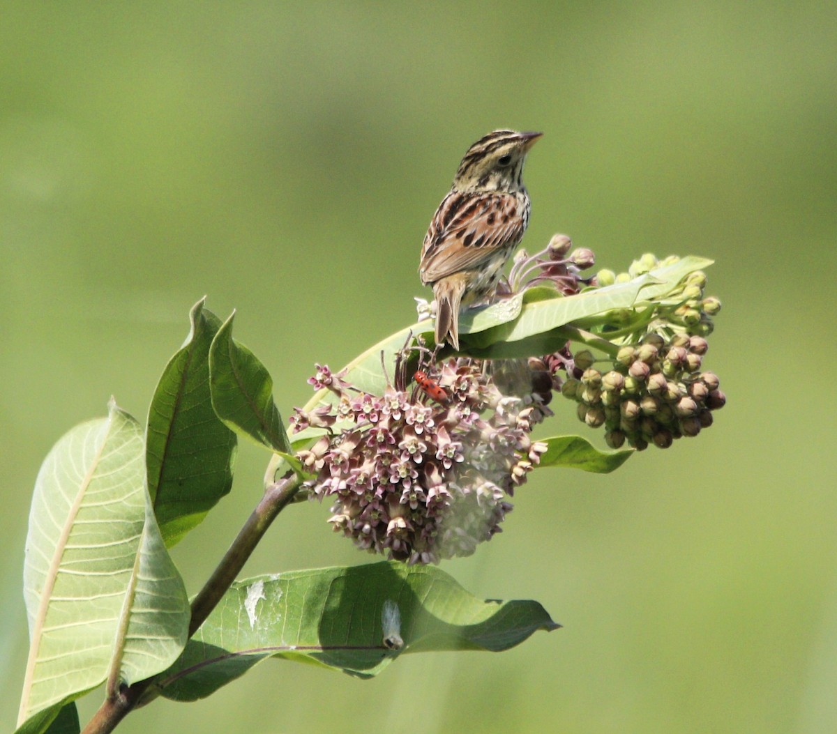 Henslow's Sparrow - ML620577325