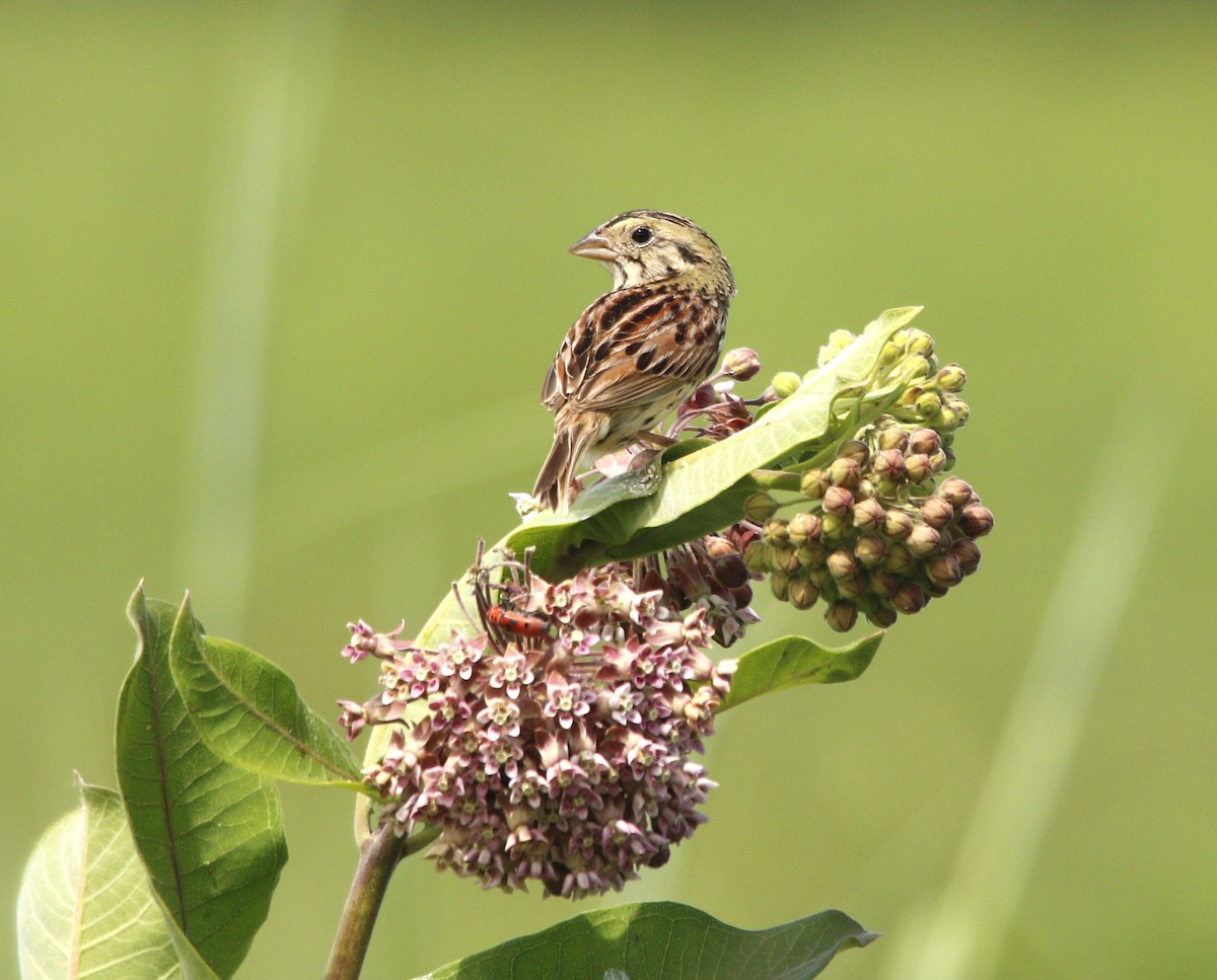 Henslow's Sparrow - ML620577328