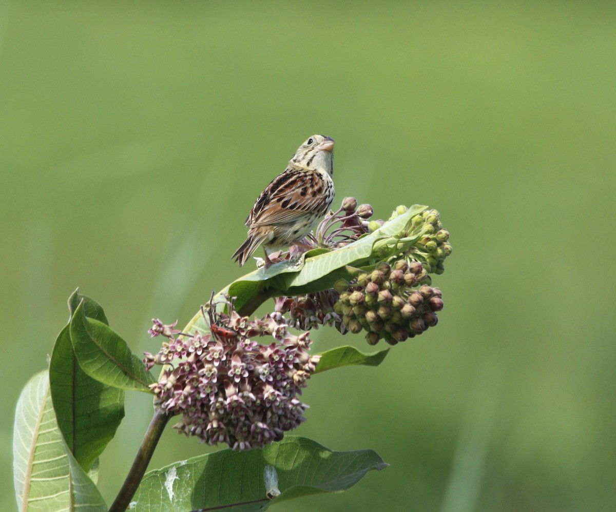 Henslow's Sparrow - ML620577330