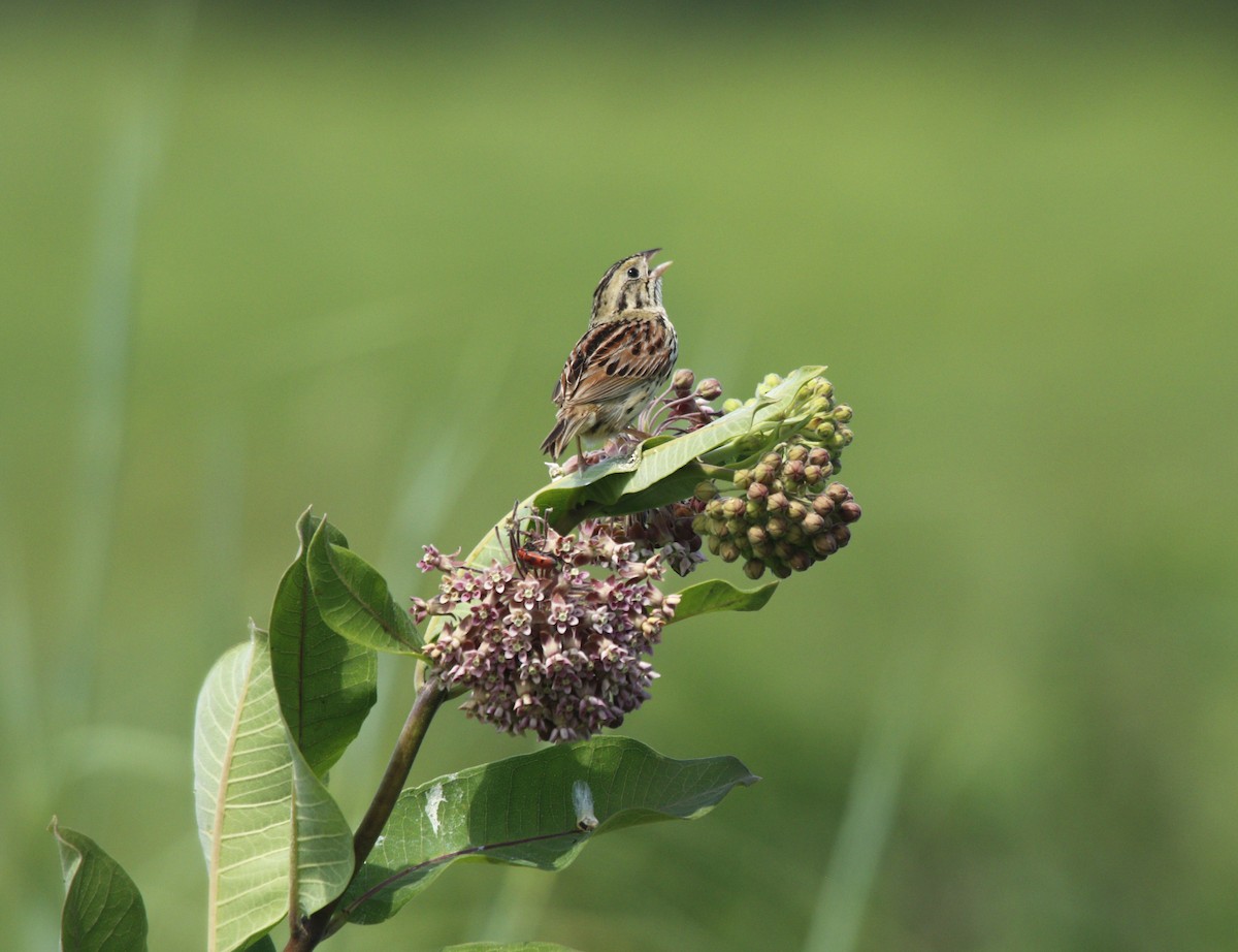 Henslow's Sparrow - Becky Lutz