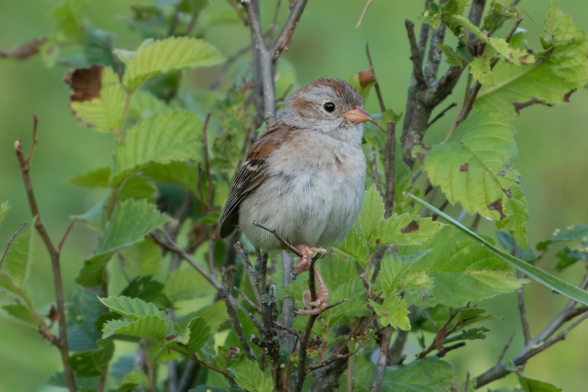 Field Sparrow - ML620577336