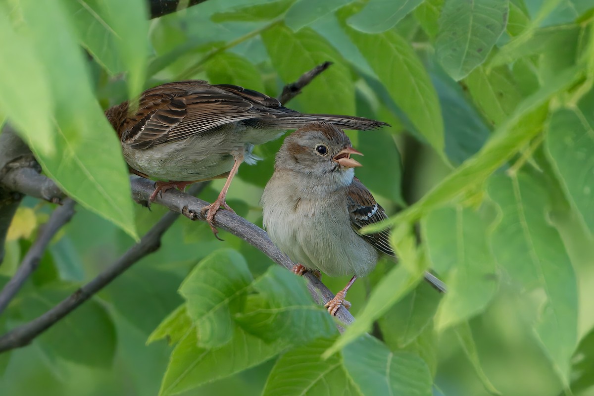 Field Sparrow - ML620577337