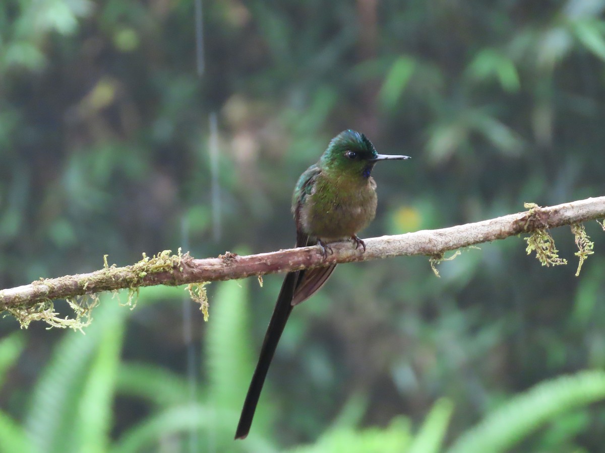 Violet-tailed Sylph - ML620577351