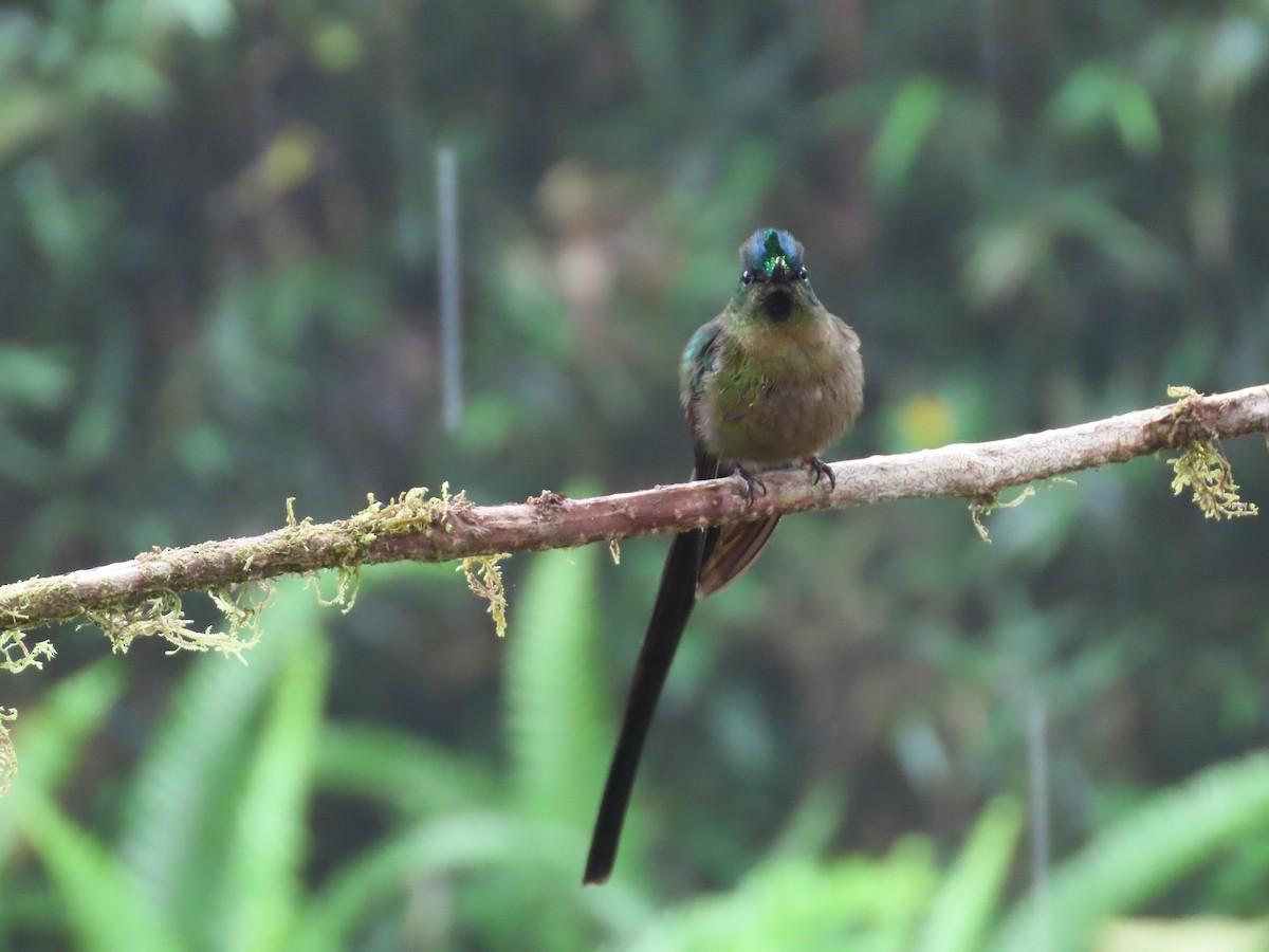 Violet-tailed Sylph - ML620577352