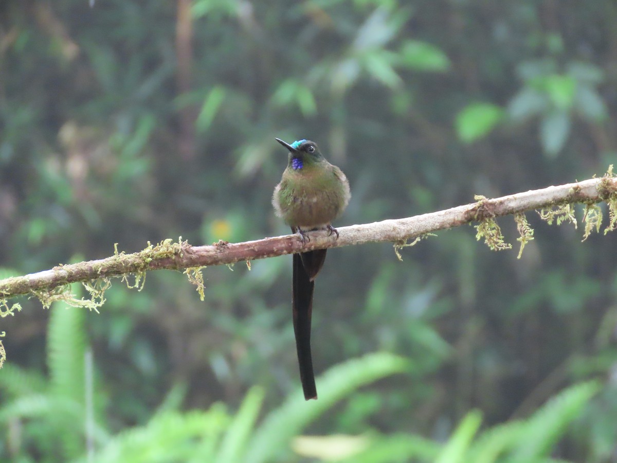 Violet-tailed Sylph - ML620577353