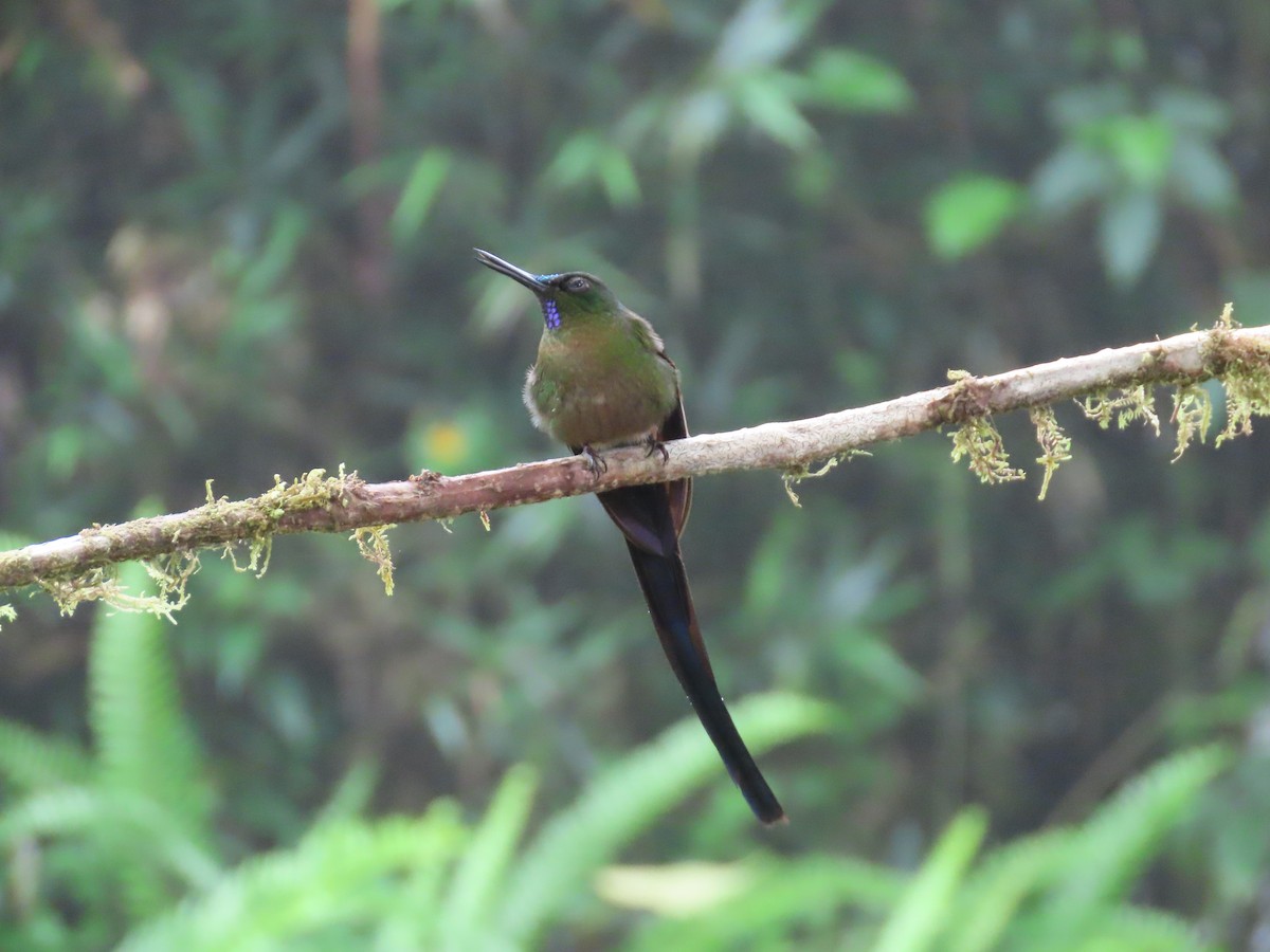Violet-tailed Sylph - ML620577354