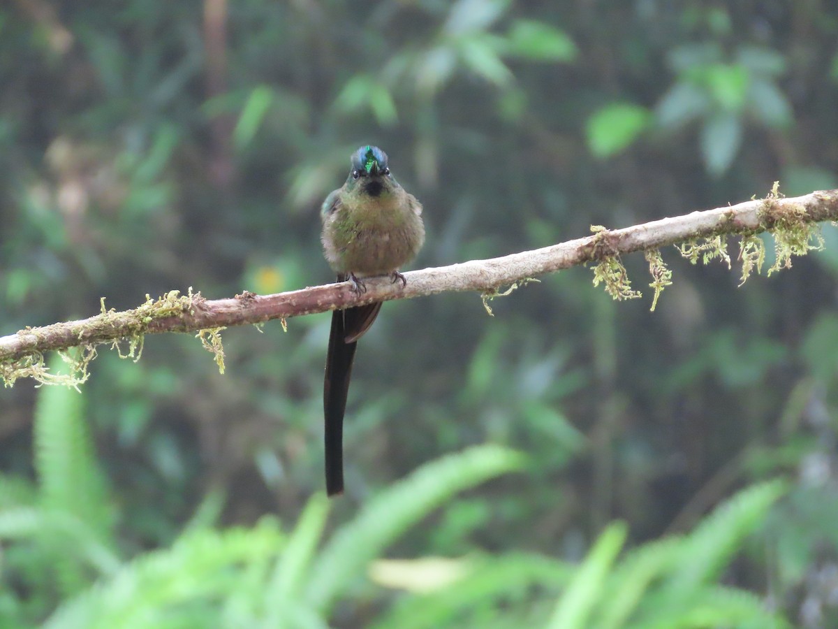 Violet-tailed Sylph - ML620577355