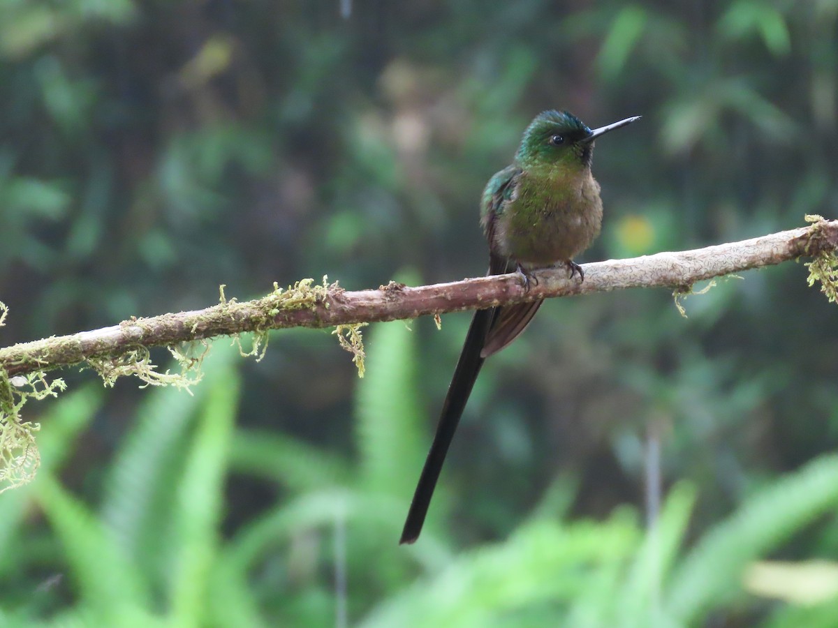 Violet-tailed Sylph - ML620577356