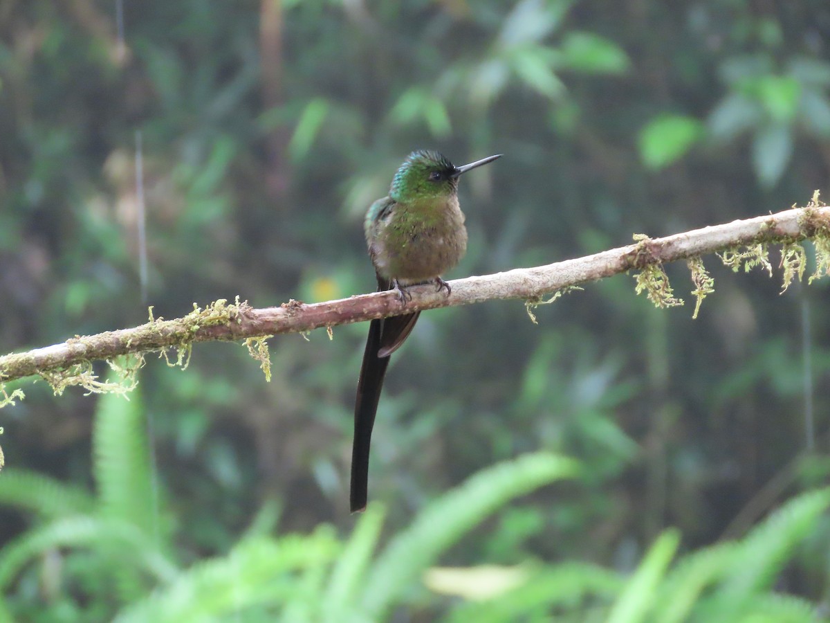 Violet-tailed Sylph - ML620577357