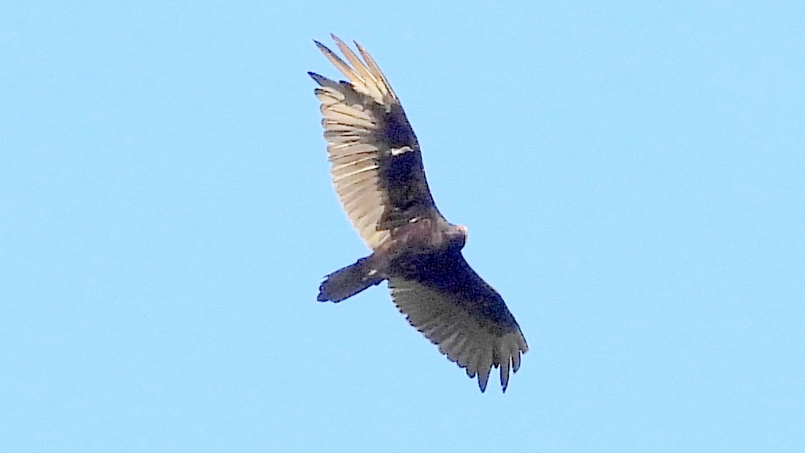 Turkey Vulture - ML620577361