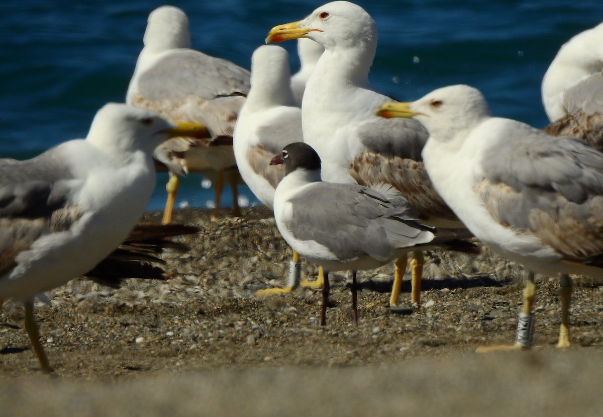 Mouette atricille - ML620577374