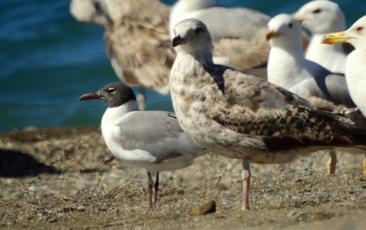 Laughing Gull - ML620577375