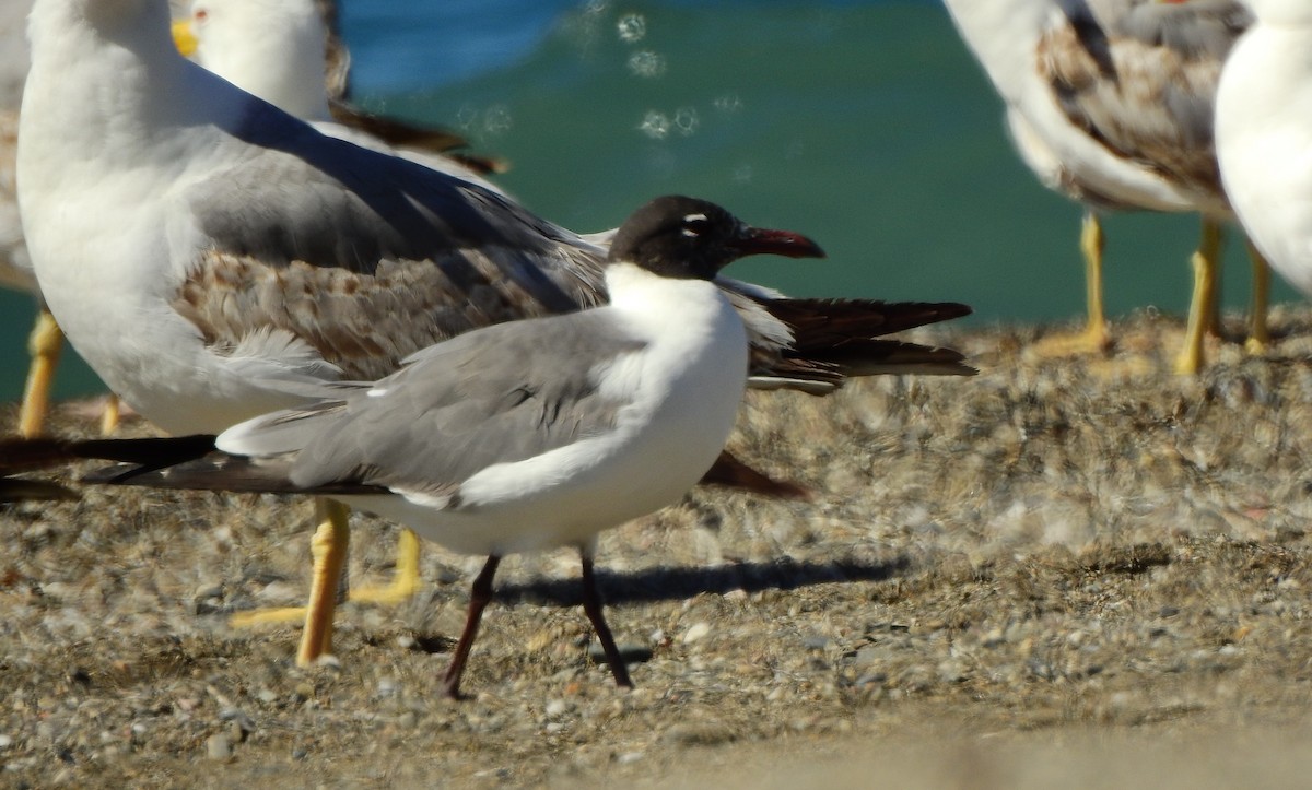 Laughing Gull - ML620577376