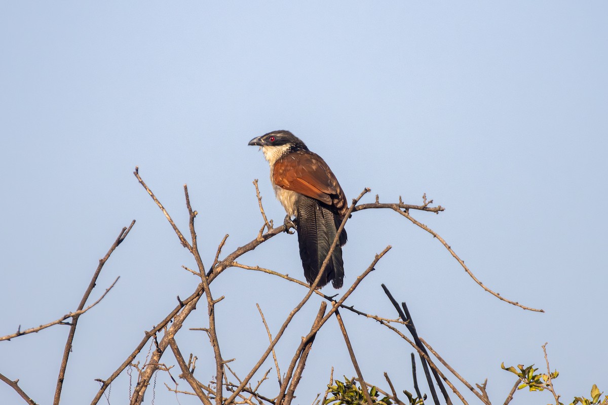 Coucal à sourcils blancs - ML620577378