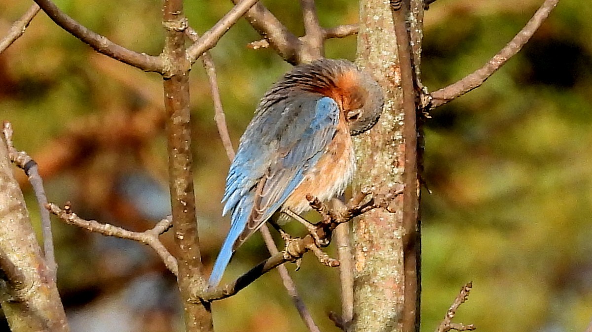 Eastern Bluebird - ML620577384