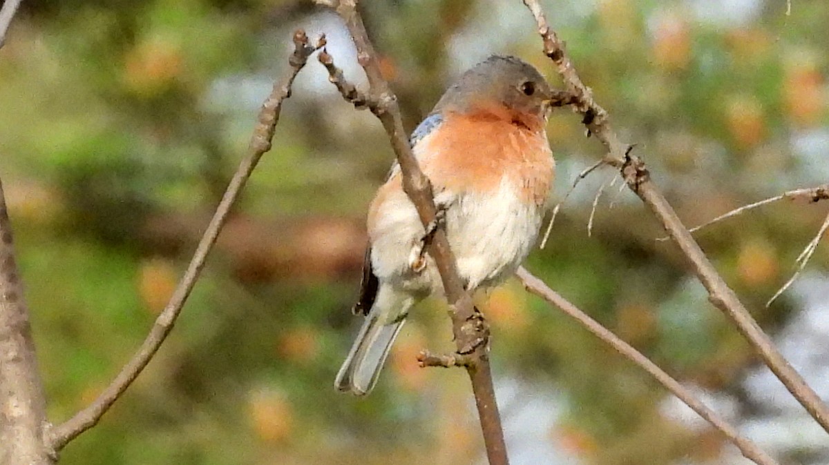 Eastern Bluebird - ML620577385