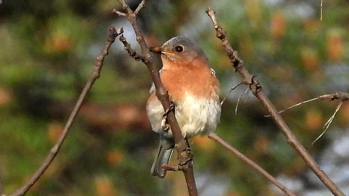 Eastern Bluebird - ML620577387