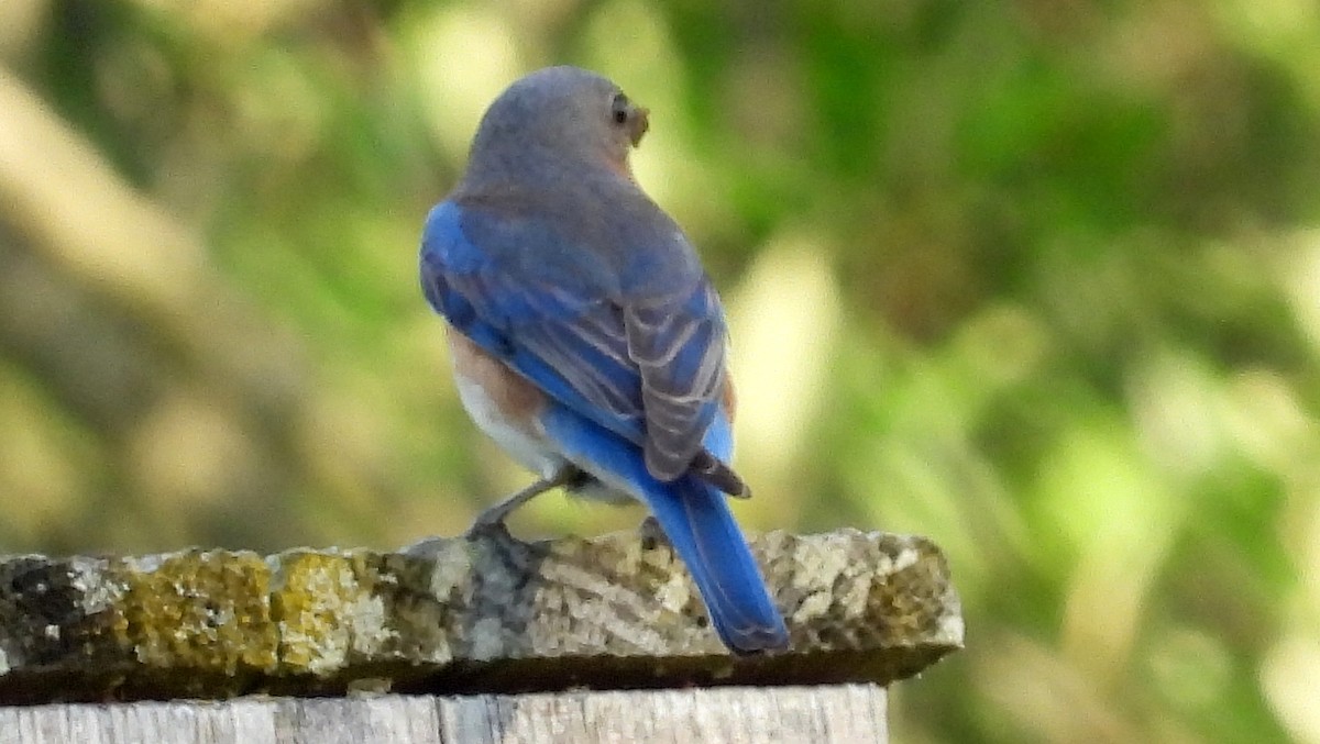 Eastern Bluebird - ML620577389