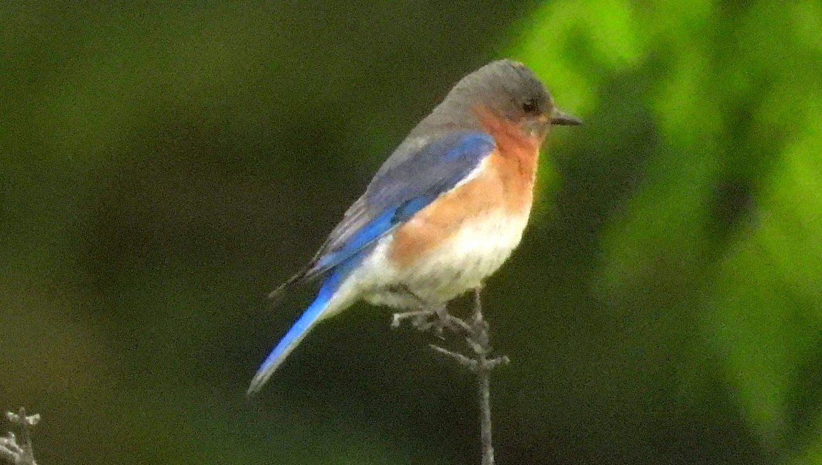 Eastern Bluebird - ML620577390