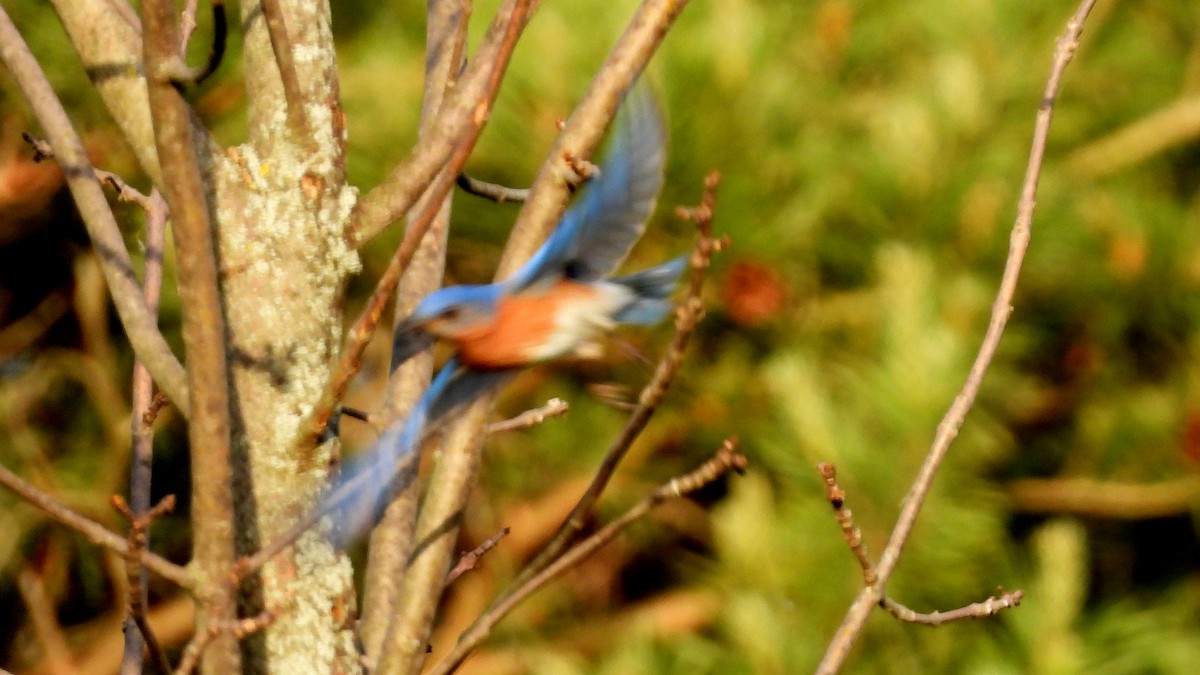 Eastern Bluebird - ML620577395