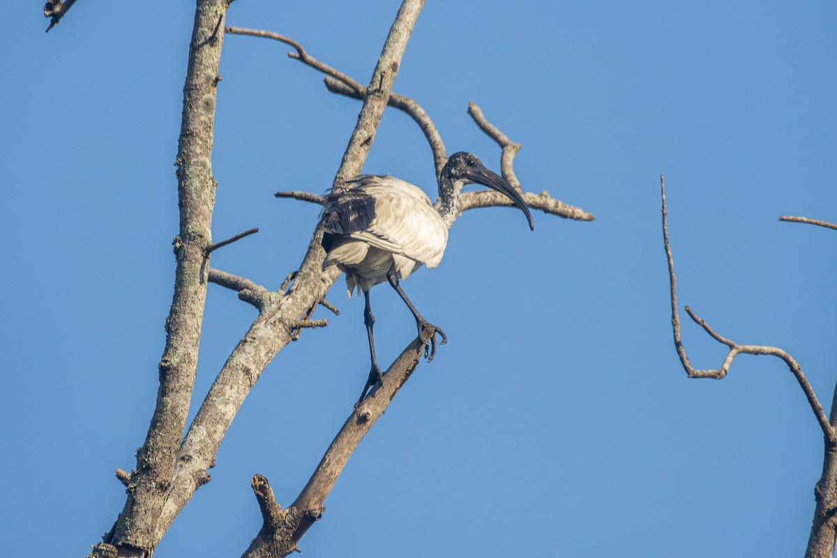 African Sacred Ibis - ML620577397