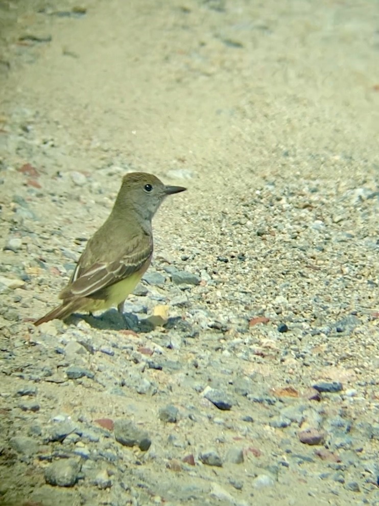Great Crested Flycatcher - ML620577399