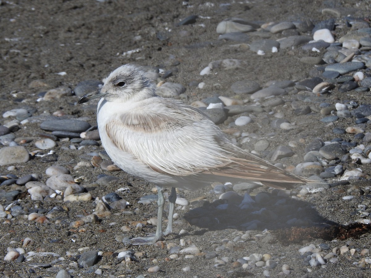 Common Gull - ML620577401