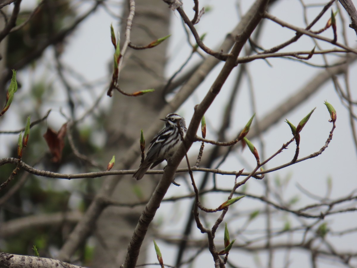 Black-and-white Warbler - ML620577426