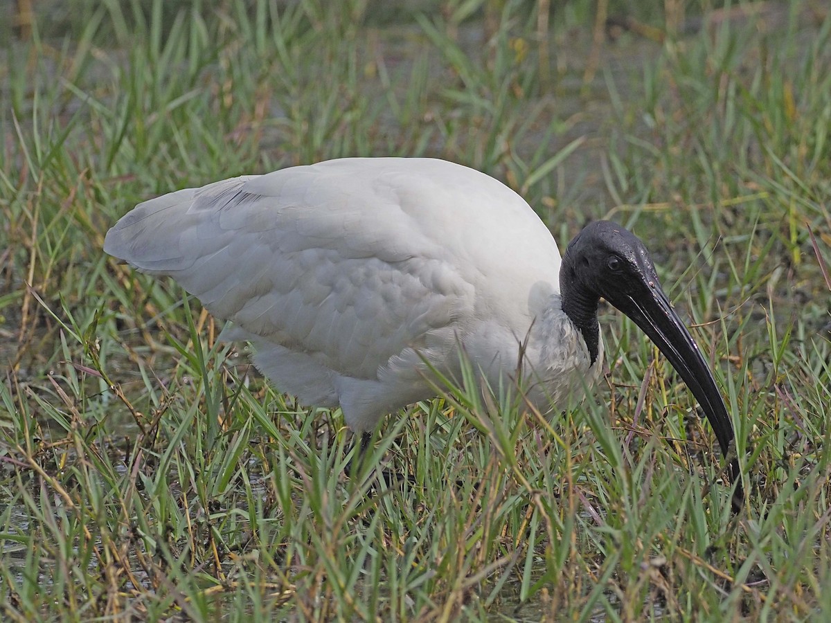 ibis černohlavý - ML620577434