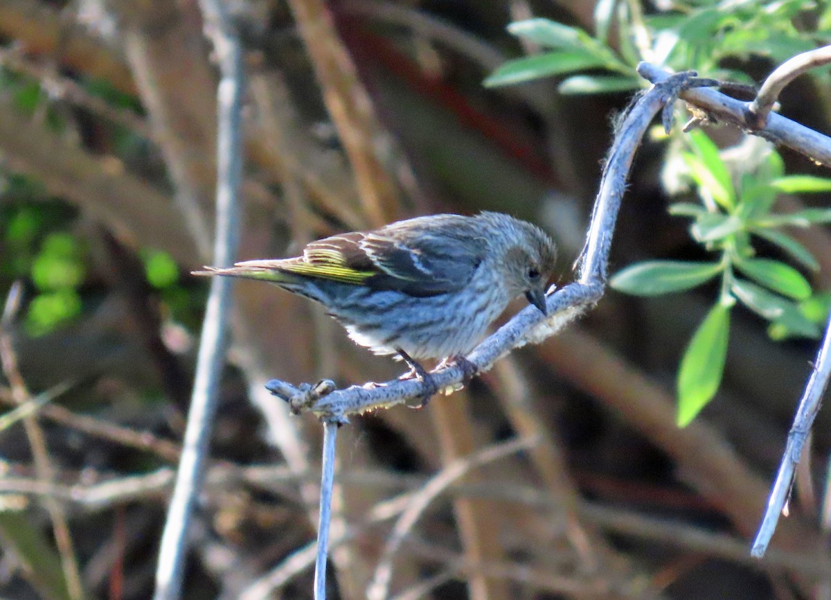 Pine Siskin - ML620577438