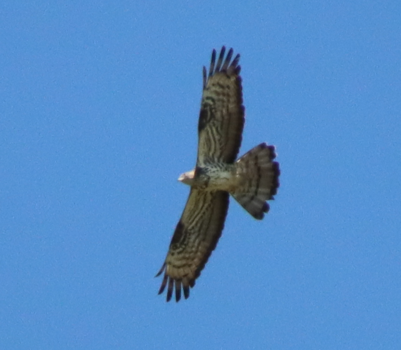 European Honey-buzzard - Hanuš Musel