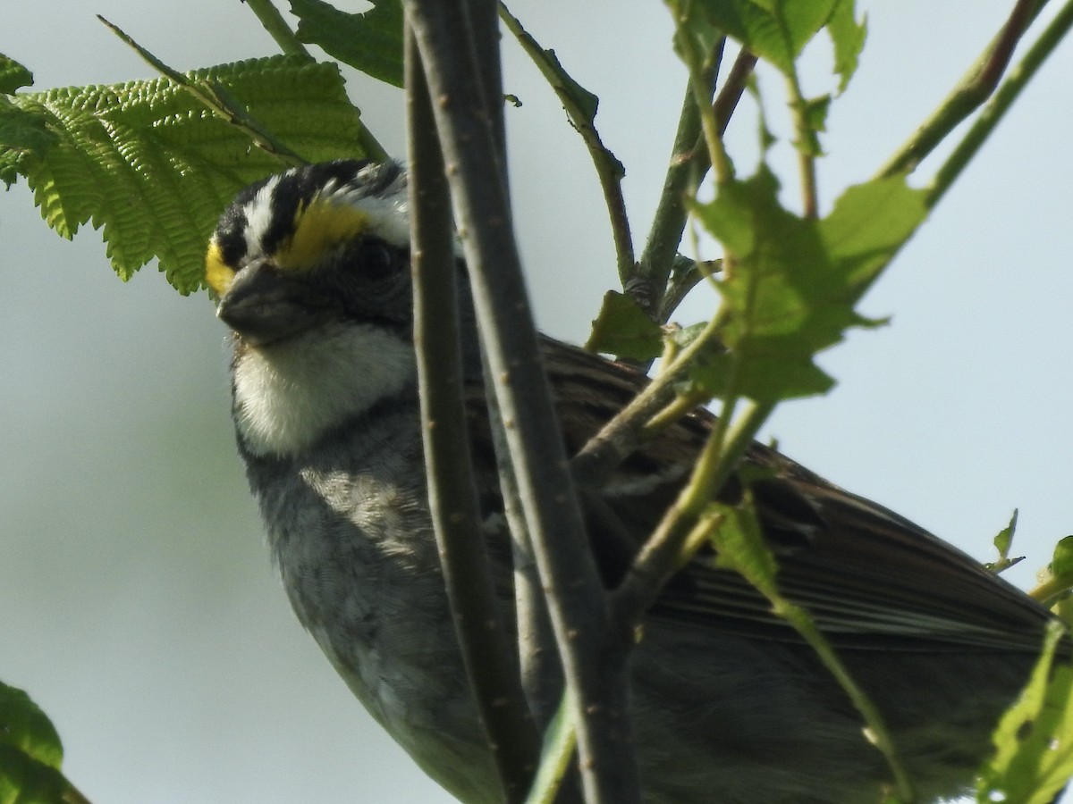 White-throated Sparrow - ML620577445