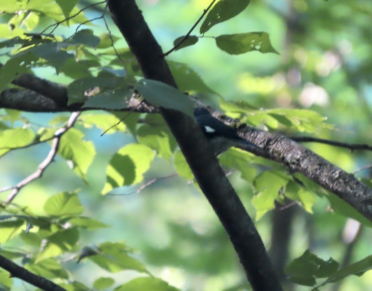 Black-throated Blue Warbler - ML620577447