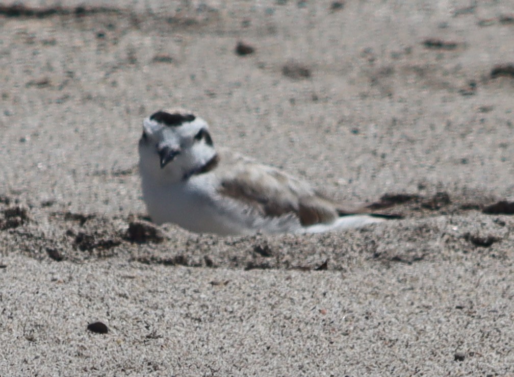 Snowy Plover - ML620577450