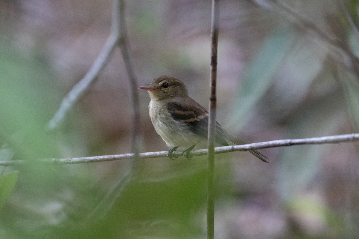 Fuscous Flycatcher - ML620577464