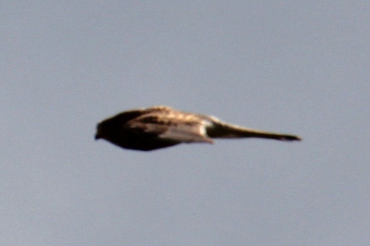 Eurasian Kestrel (Eurasian) - ML620577484